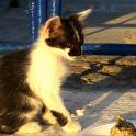 Mykonos Katzen (68)